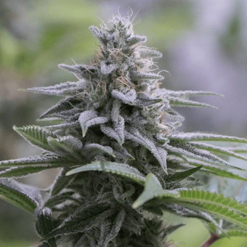 Silent Seeds Zkittlez 2.0 feminisiert