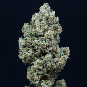 Silent Seeds Critical+ 2.0 Auto feminisiert