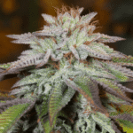 Silent Seeds L.A. Vanilla Cake Auto feminisiert
