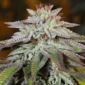 Silent Seeds L.A. Vanilla Cake Auto feminisiert