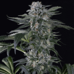 Silent Seeds Moby Dick Auto feminisiert