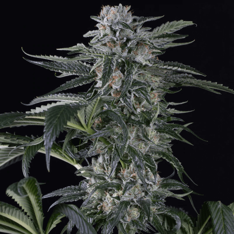Silent Seeds Moby Dick Auto feminisiert