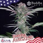 Buddha Zkittlez Auto feminisiert