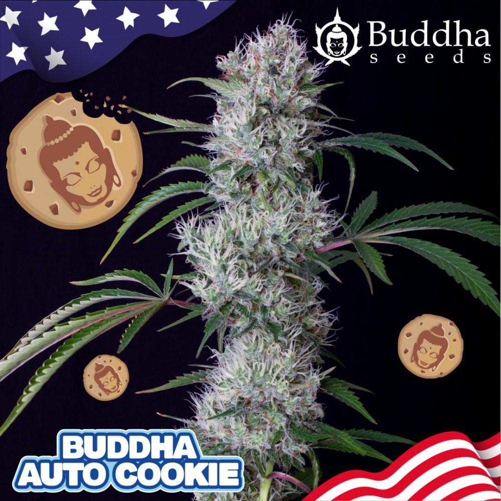 Buddha Cookie Auto feminisiert