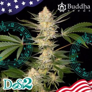 Buddha DoSi2 feminisiert