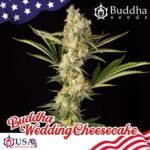 Buddha Wedding Cheesecake feminisiert