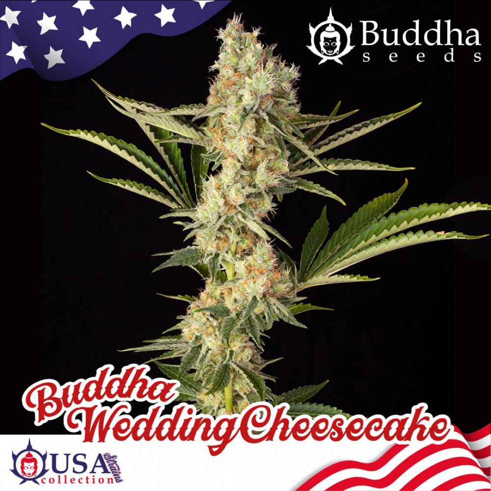 Buddha Wedding Cheesecake feminisiert