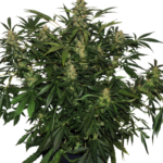 Buddha Seeds Deimos Auto regulär