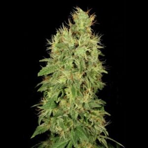 Serious Seeds Chronic CBD feminisiert