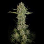 Serious Seeds Serious Kush feminisiert