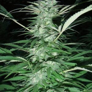 Serious Seeds Serious 6 feminisiert