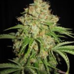 Serious Seeds White Russian Auto feminisiert