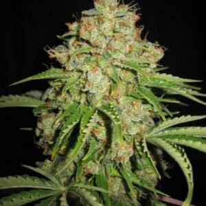 Serious Seeds White Russian Auto feminisiert