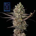 Seedsman Blue Dream Fast feminisiert