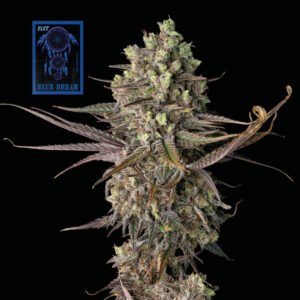 Seedsman Blue Dream Fast feminisiert