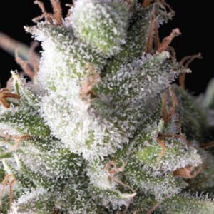Pyramid Seeds Ramses Auto feminisiert