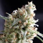 Pyramid Seeds Kukulkan feminisiert