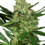 Sensi Seeds Pumpkin Spice feminisiert
