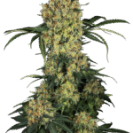 Sensi Seeds Aloha OG feminisiert