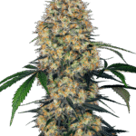 Sensi Seeds Sensi Amnesia XXL Auto feminisiert