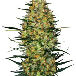 Sensi Seeds Caramellow Kush Auto feminisiert