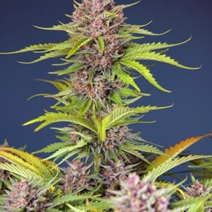 Sweet Seeds Mimosa Bruce Banner XL Auto feminisiert