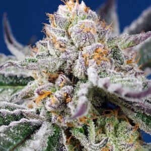Sweet Seeds Orange Apricot Glue XL Auto feminisiert