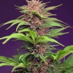 Sweet Seeds Red Mimosa XL Auto feminisiert