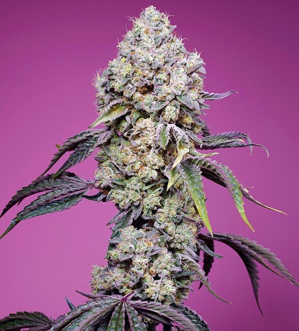 Sweet Seeds Sweet Mandarine Zkittlez F1 Fast Version feminisiert