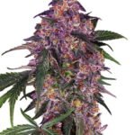 Sensi Seeds Sensi Purple Kush feminisiert