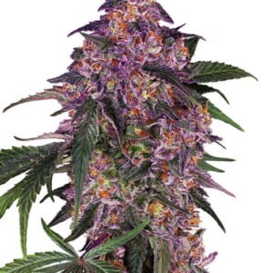 Sensi Seeds Sensi Purple Kush feminisiert