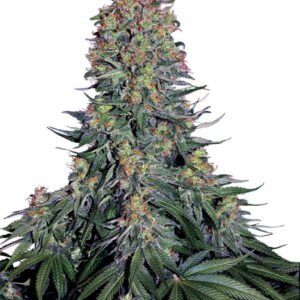 Sensi Seeds Blue Skunk feminisiert