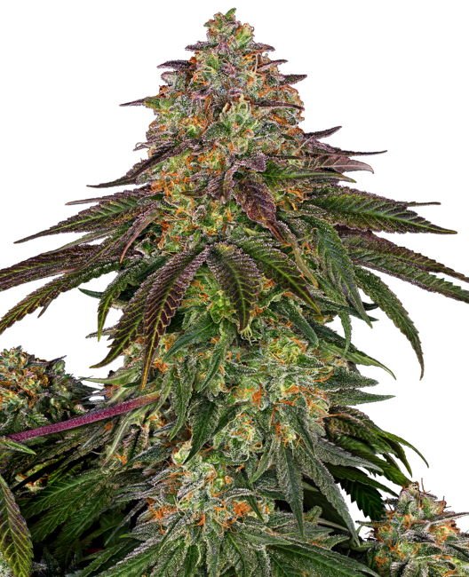 Sensi Seeds Sweet Cherry Kush feminisiert