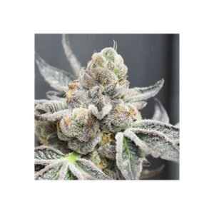 Ripper Seeds Radical Juice Auto feminisiert