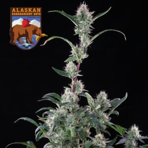 Seedsman Alaskan Bananaberry Auto feminisiert