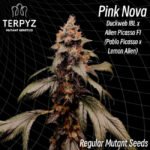 TerpyZ Mutant Genetics Pink Nova regulär