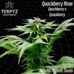TerpyZ Mutant Genetics Quackberry Rose regulär