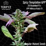 TerpyZ Mutant Genetics Spicy Temptation GPP regulär
