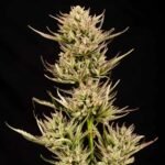 Seedsman Cookie Apple OG F1 Auto feminisiert