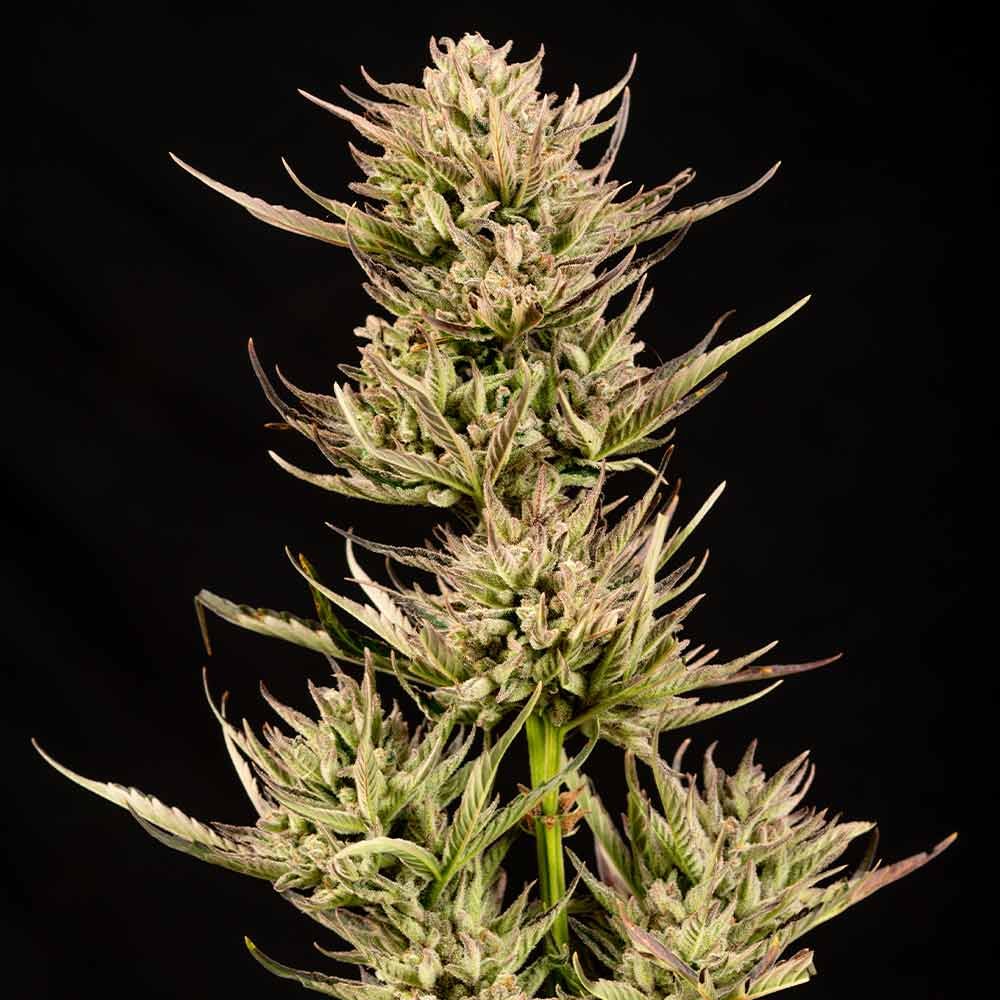 Seedsman Cookie Apple OG F1 Auto feminisiert