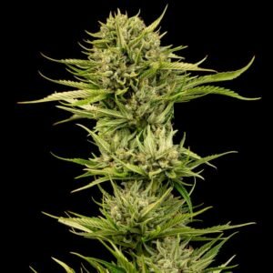 Seedsman Blueberry Pie F1 Fast feminisiert