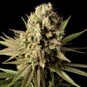 Seedsman Gorilla Gas F1 Fast feminisiert