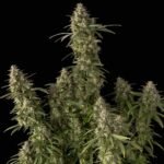 Seedsman Pineapple OG Auto feminisiert