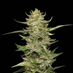 Seedsman Sour Diesel Auto feminisiert