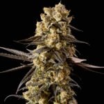 Seedsman Banana Biscotti F1 feminisiert