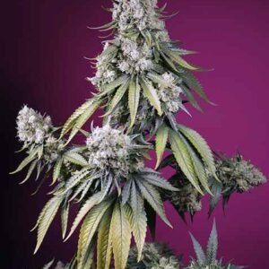 Sweet Seeds Jealousy Z XL Auto feminisiert