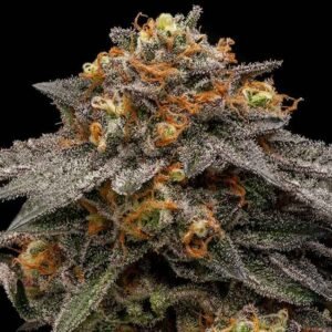 Ripper Seeds Shimo feminisiert