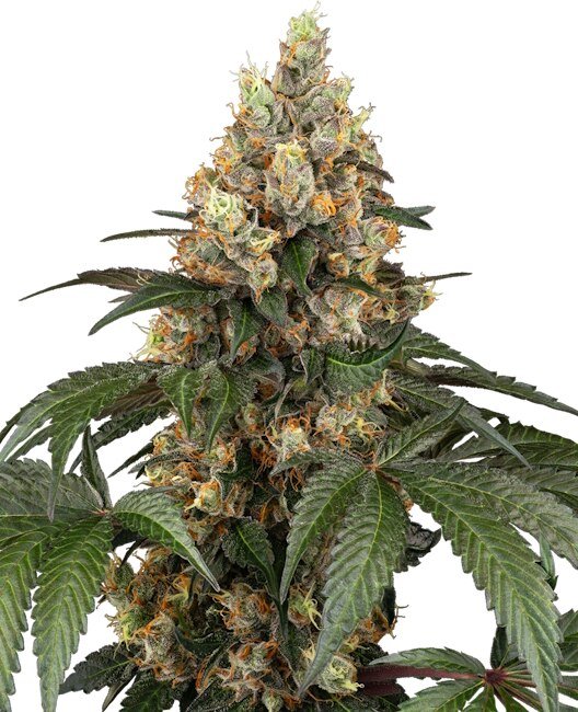 Sensi Seeds Chocolate Rainbow XXL feminisiert