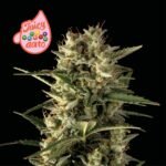 Seedsman Juicy Zkittlez Auto feminisiert