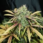 Seedsman Amnesia regulär